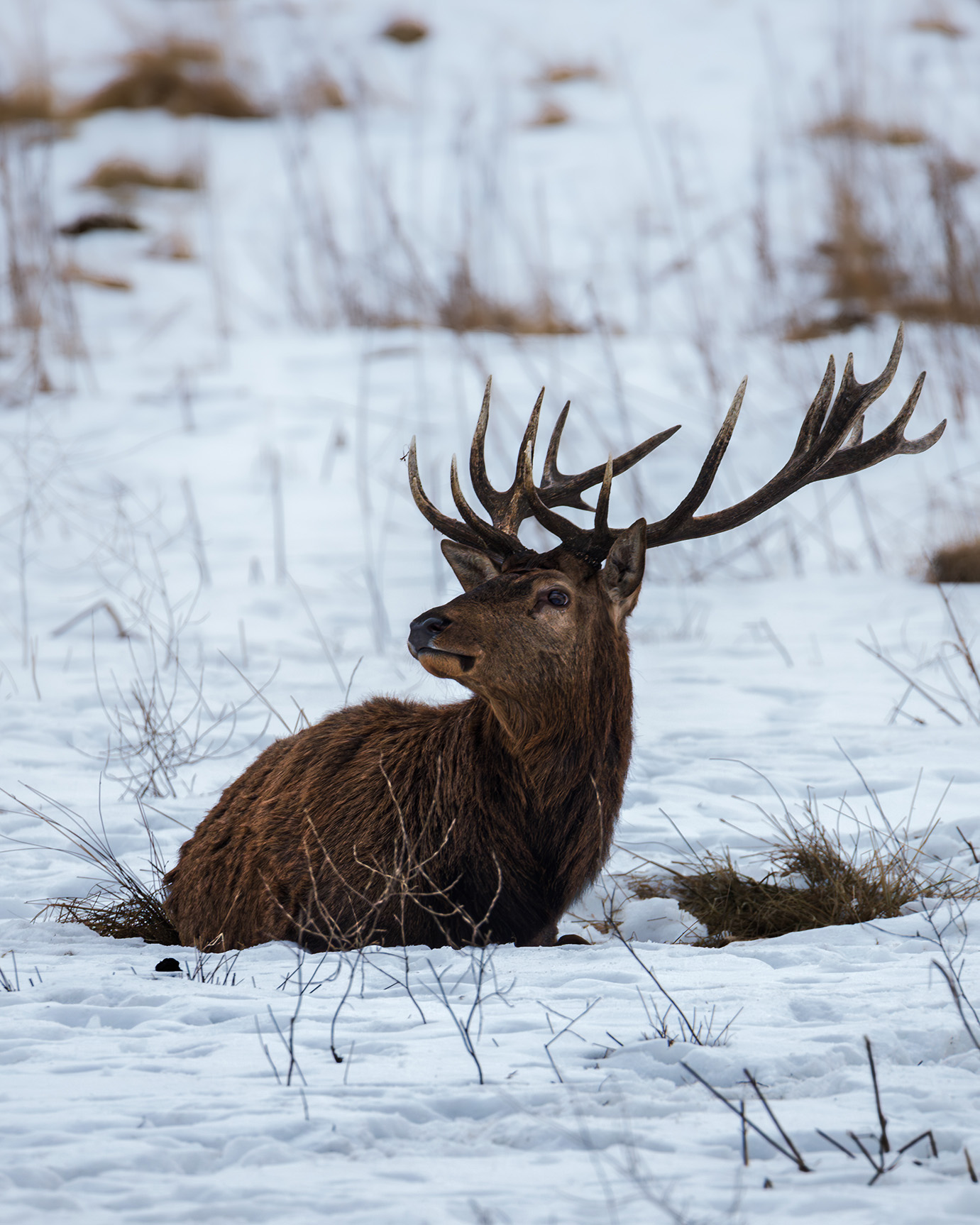 odpoczywający Jeleń