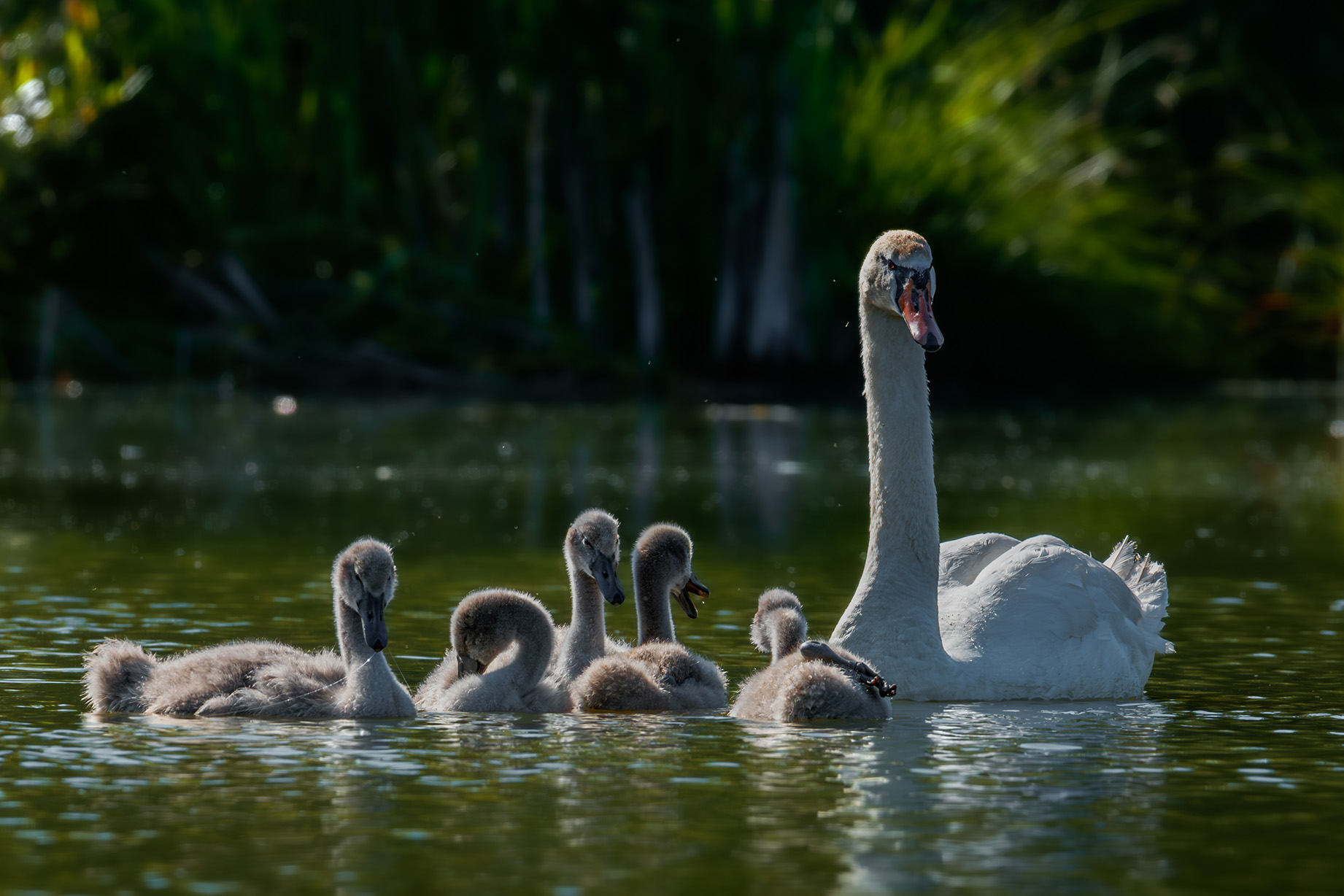 dorosły Łabędź z młodymi na wodzie