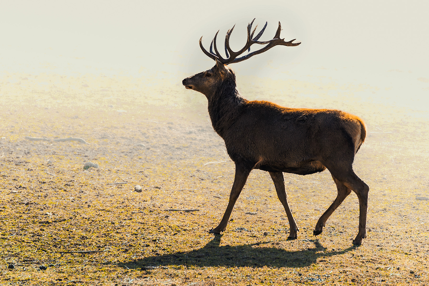 jeleń w jesienny poranek