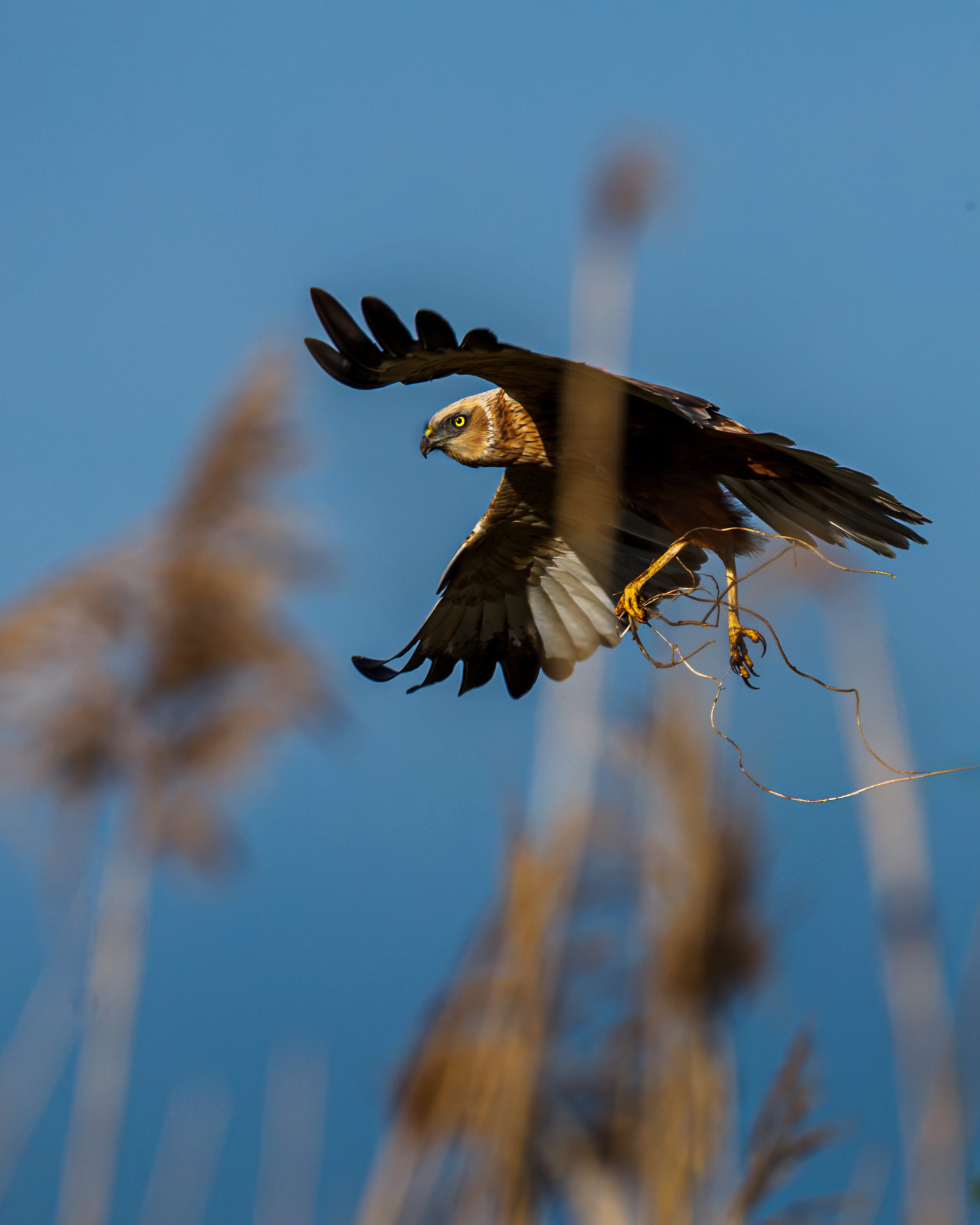 błotniak stawowy buduje gniazdo