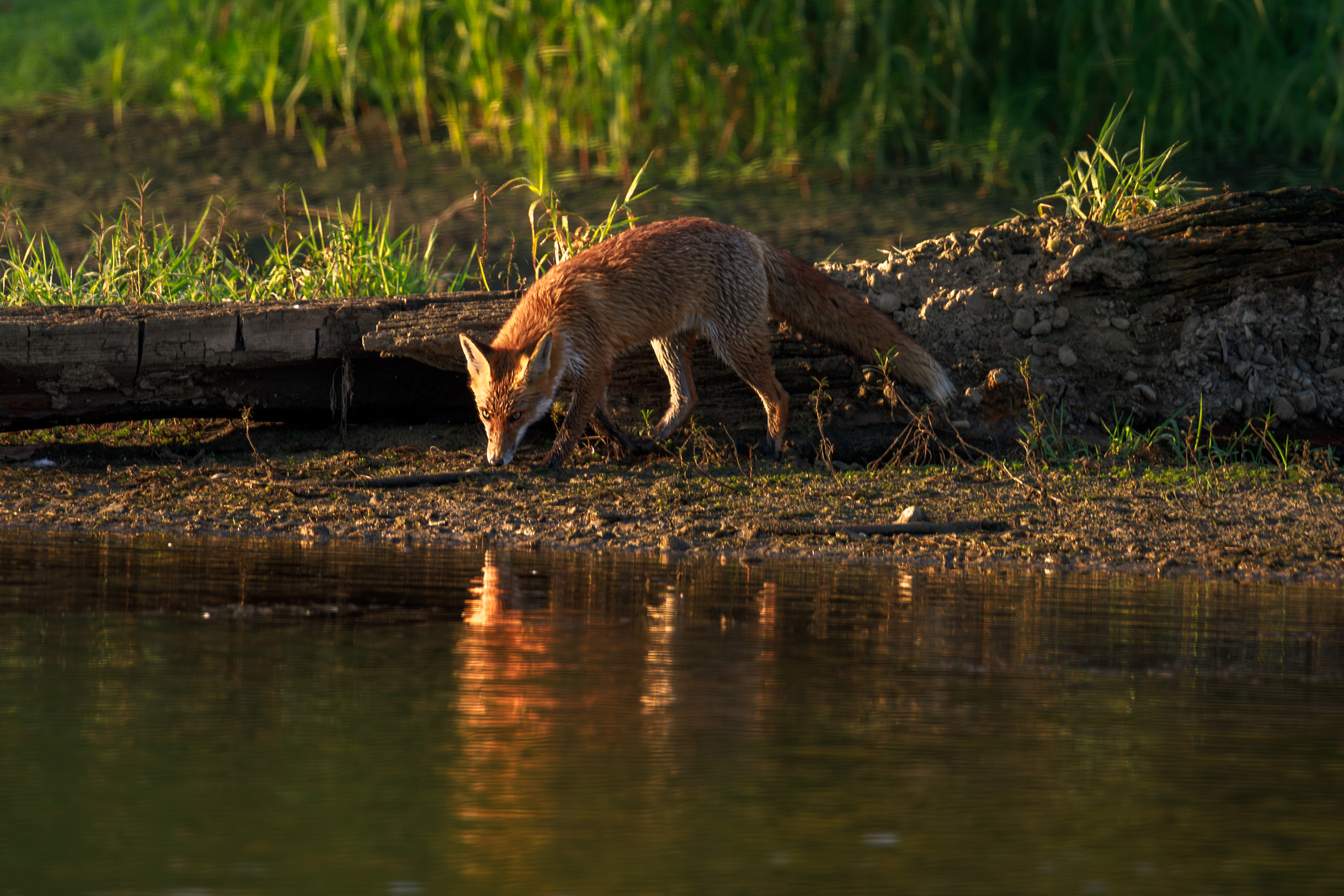 Młody lis nad brzegiem wody - ujęcie natury