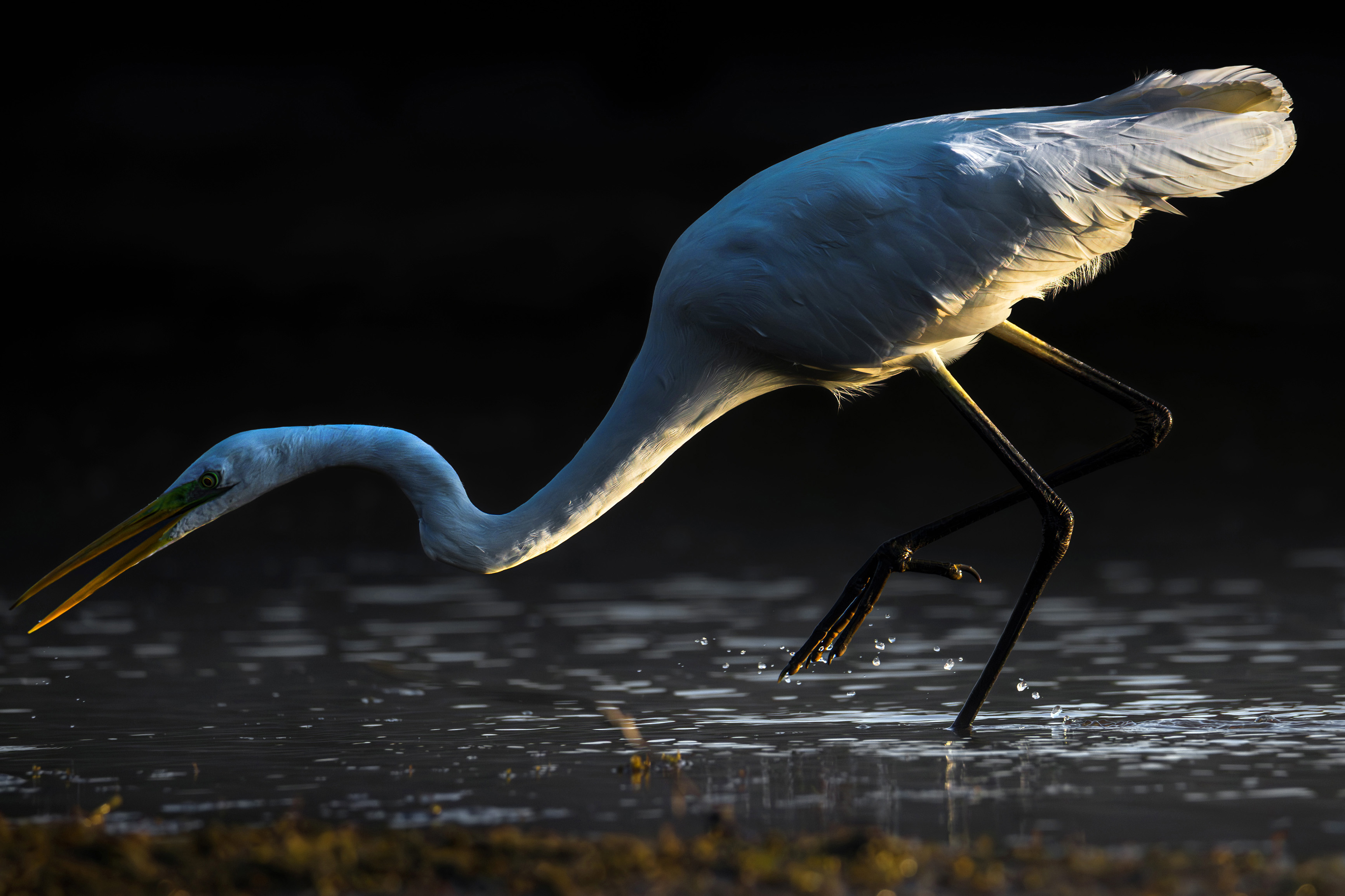 Czapla biała na żerowisku - fotografia ptaków znad Sanu