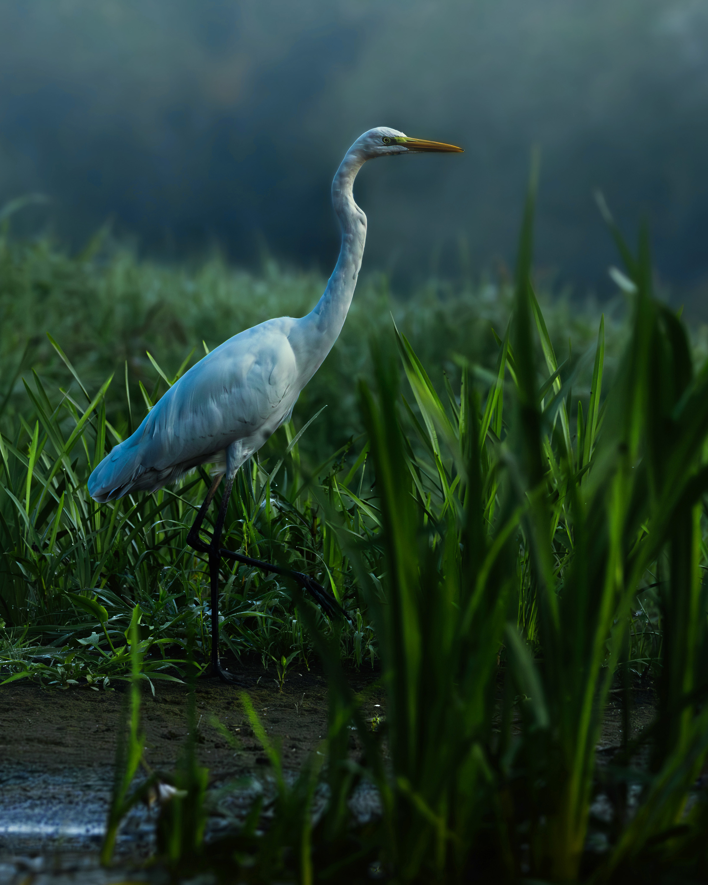 Czapla biała polująca w trzcinach - fotografia ornitologiczna