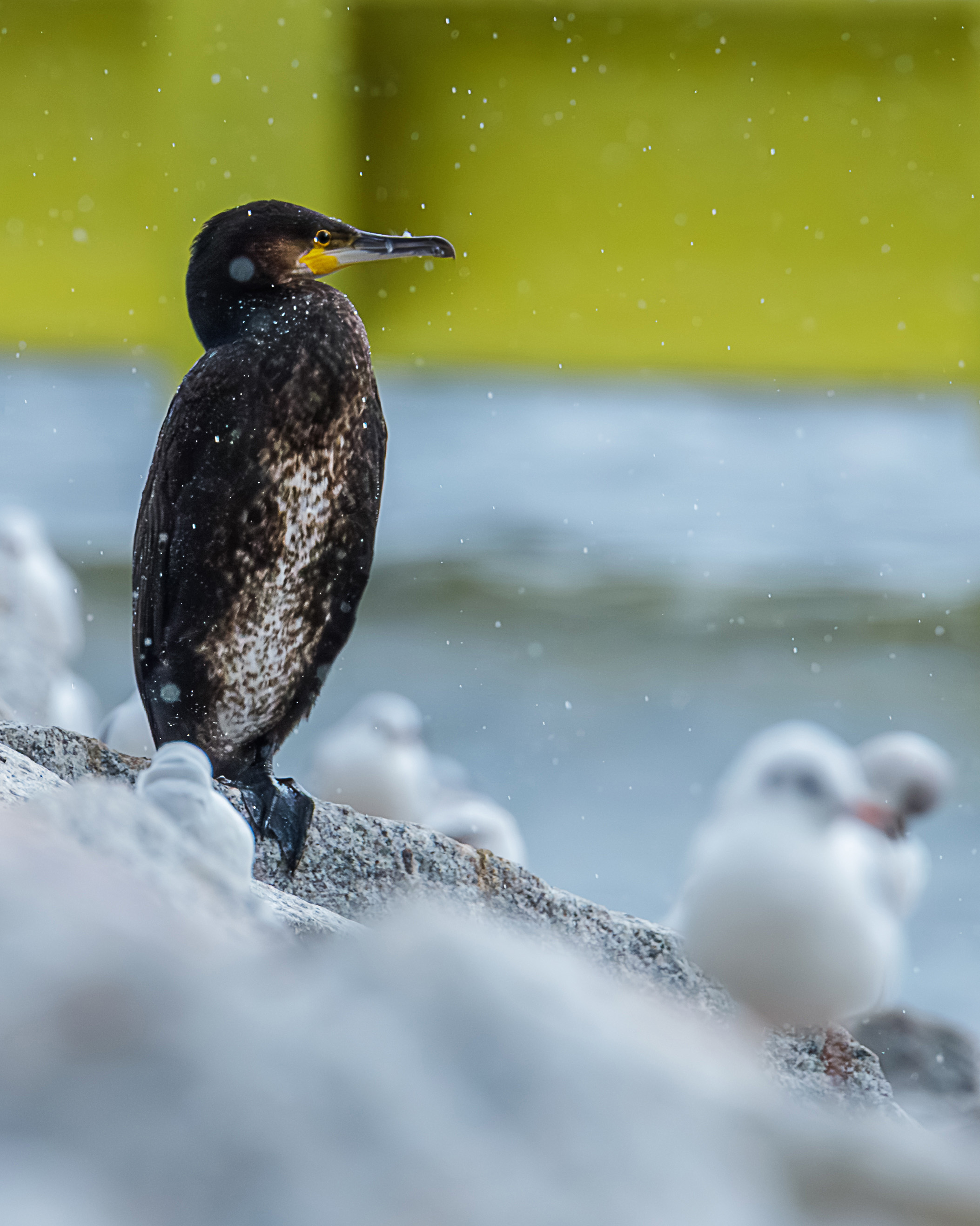 Kormoran suszący skrzydła w porcie Puck - zdjęcia przyrody