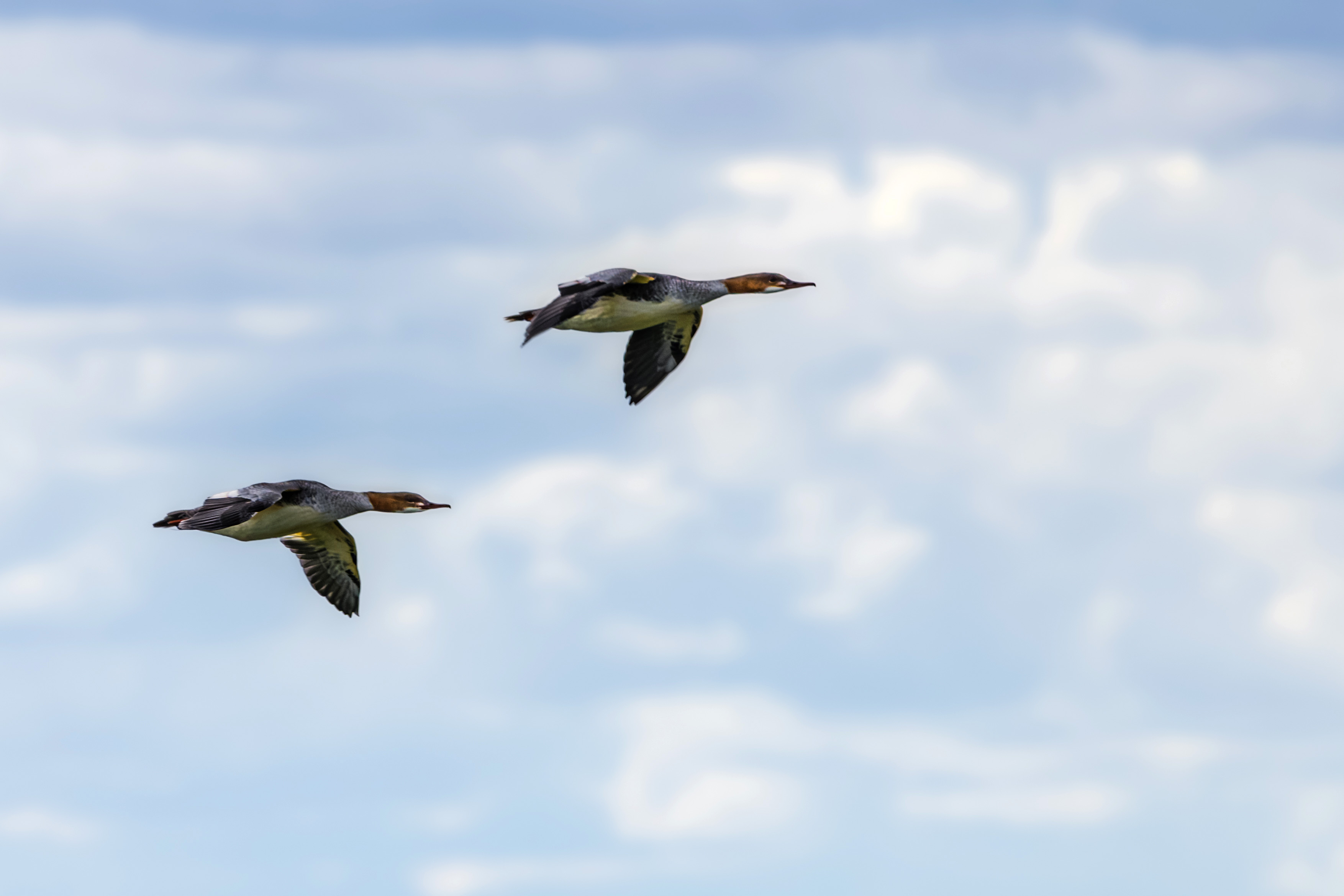 Nurogęś w dynamicznym locie nad taflą wody