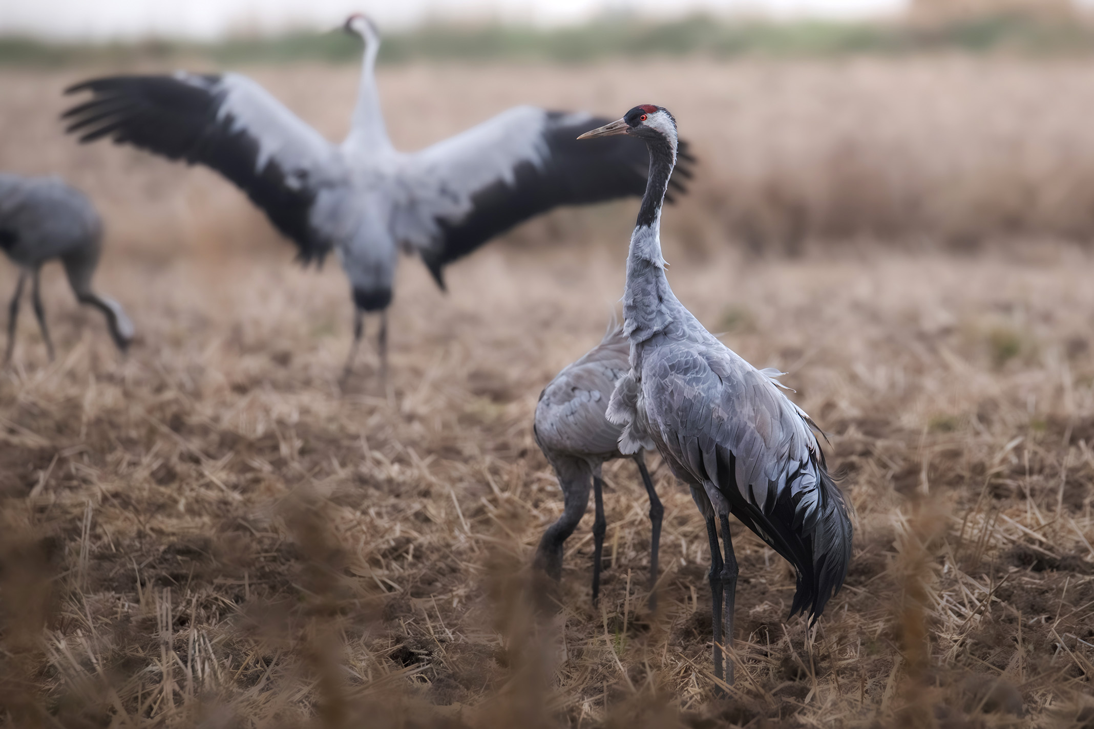 żuraw na polu w chłapowie
