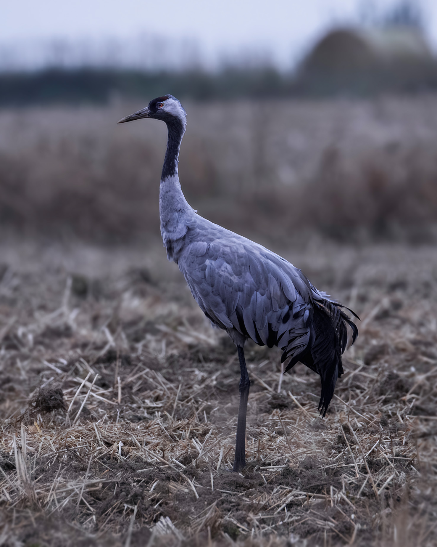 żuraw na polu w chłapowie