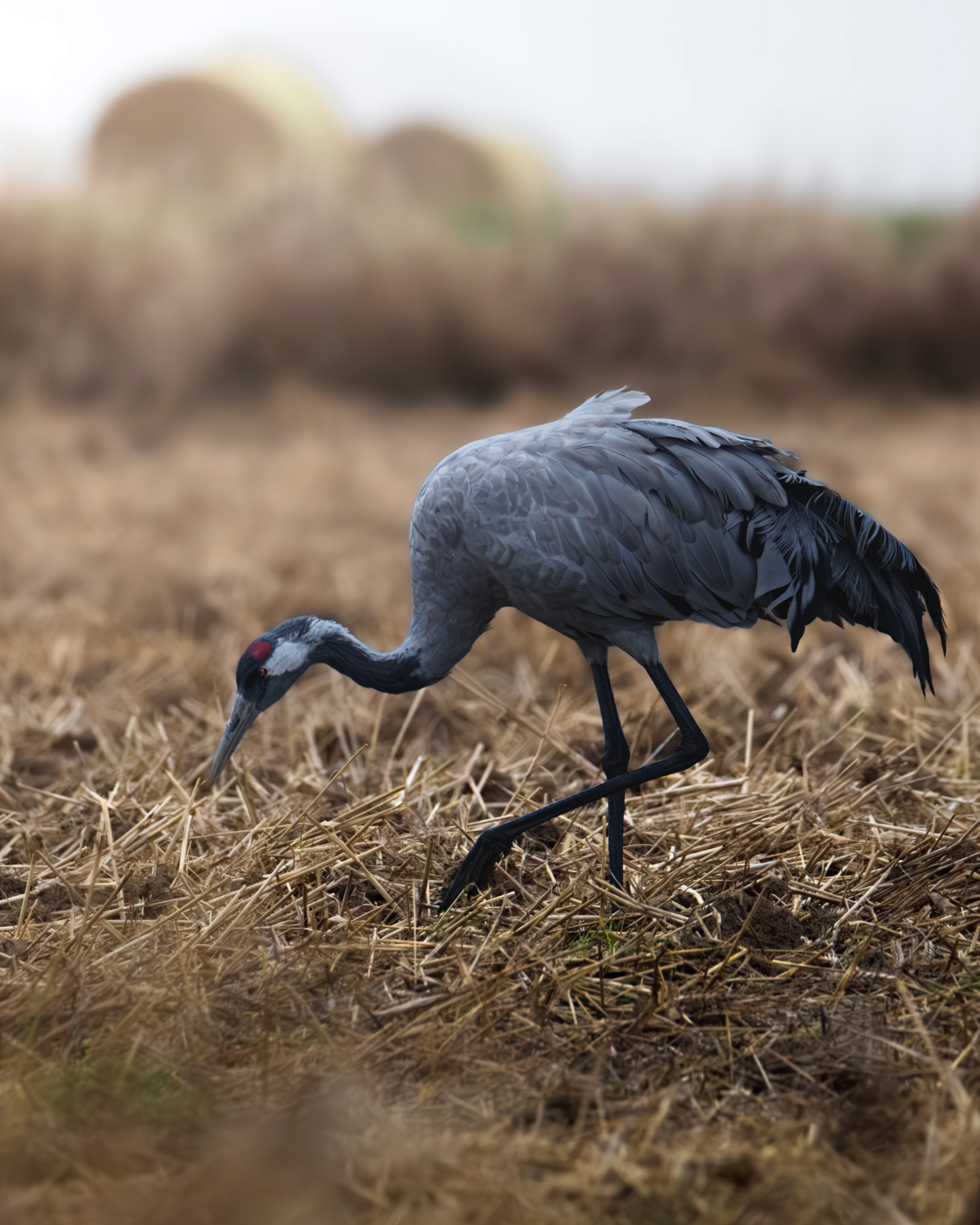 żuraw na polu po żniwach