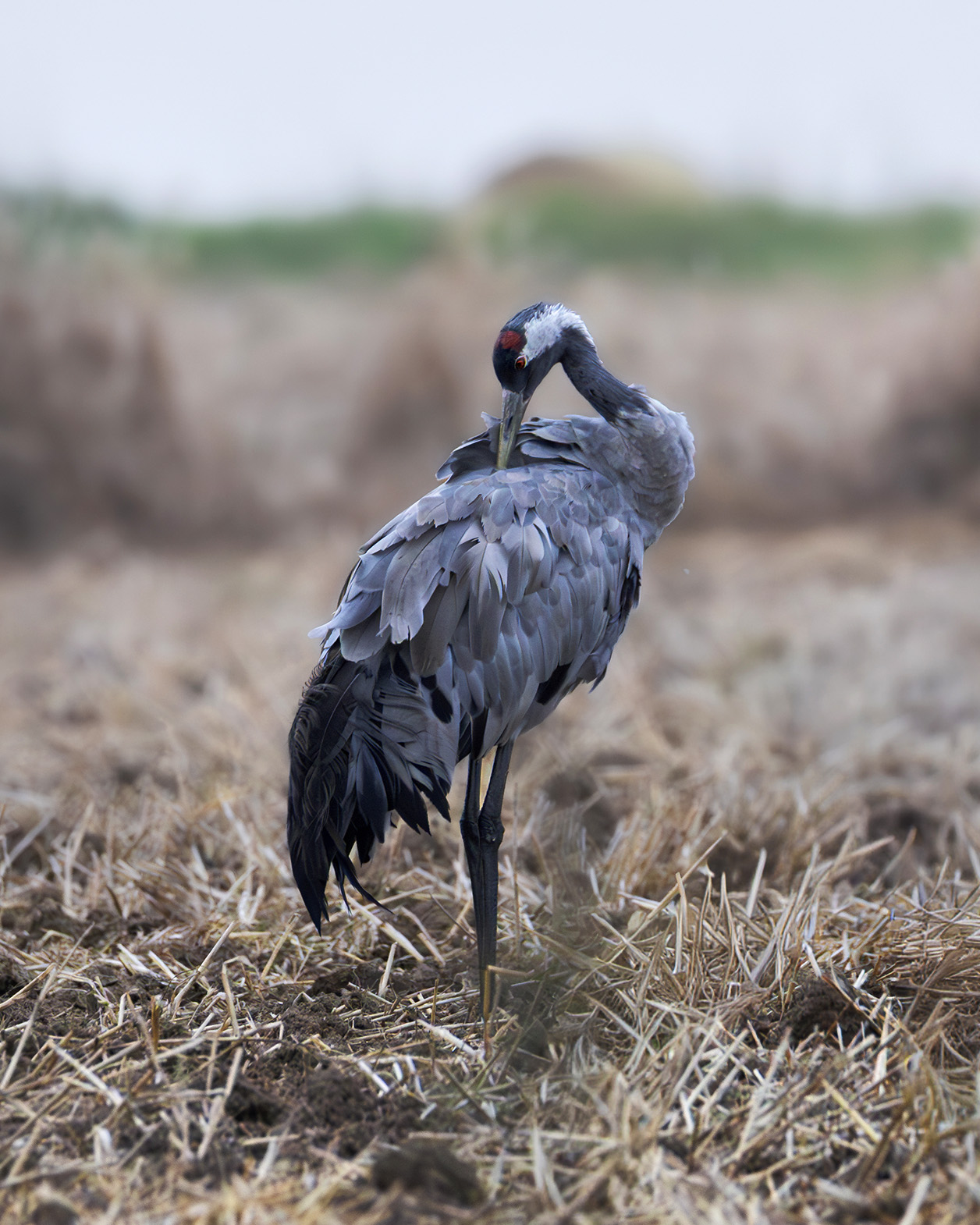 żuraw na polu w chłapowie