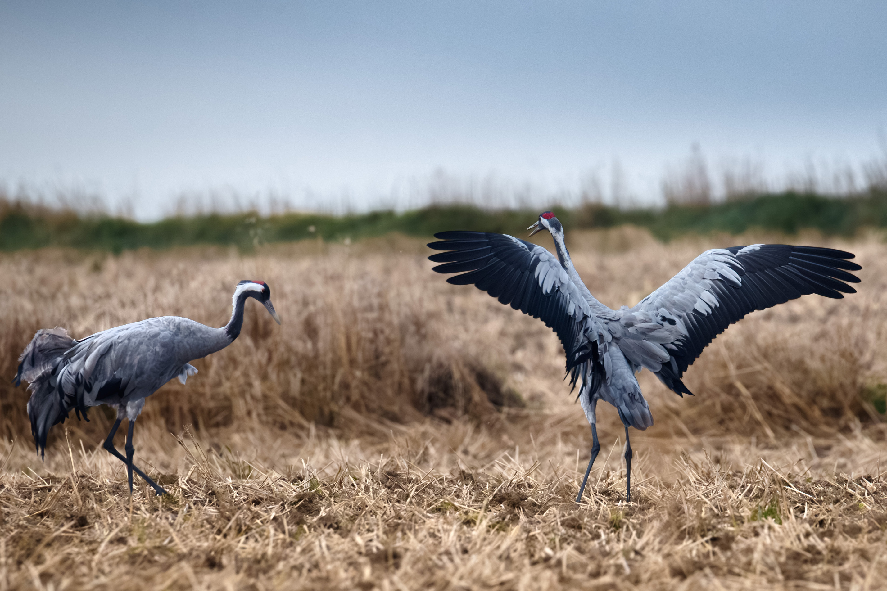 żurawie okolice Chłapowa