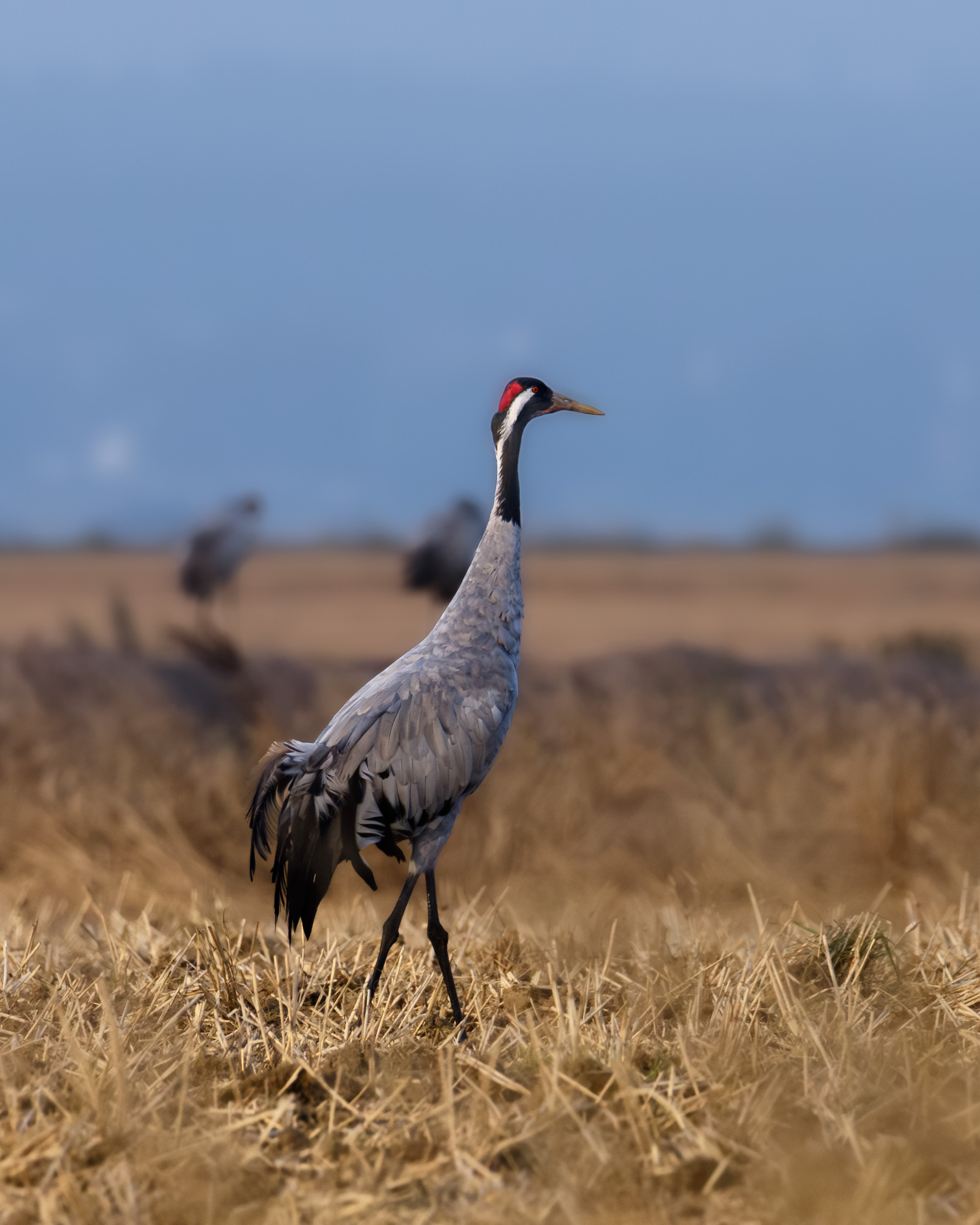 Samotny żuraw na polach o poranku