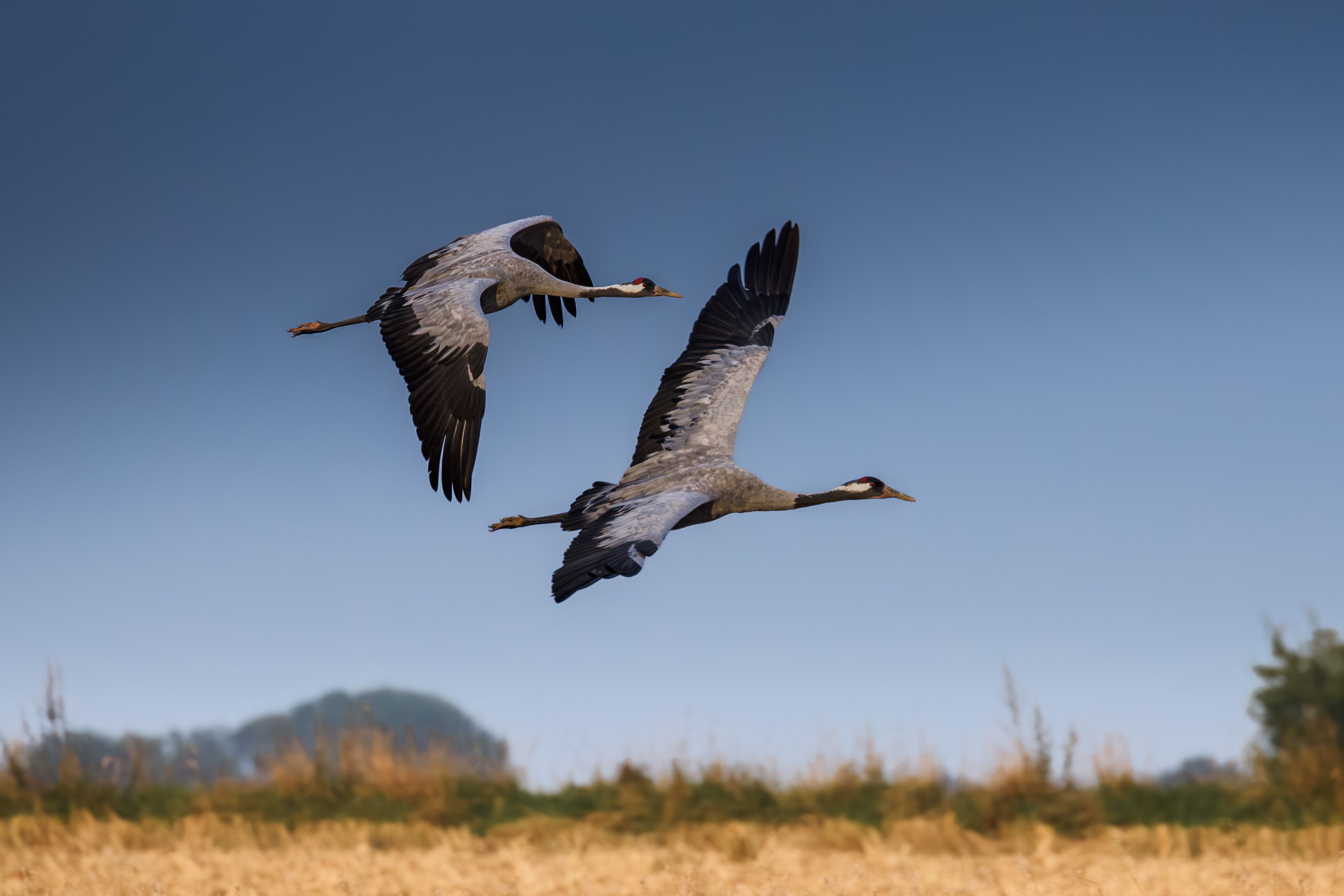 żurawie przelatujące nad polem podczas wschodu słońca - zdjęcia natury