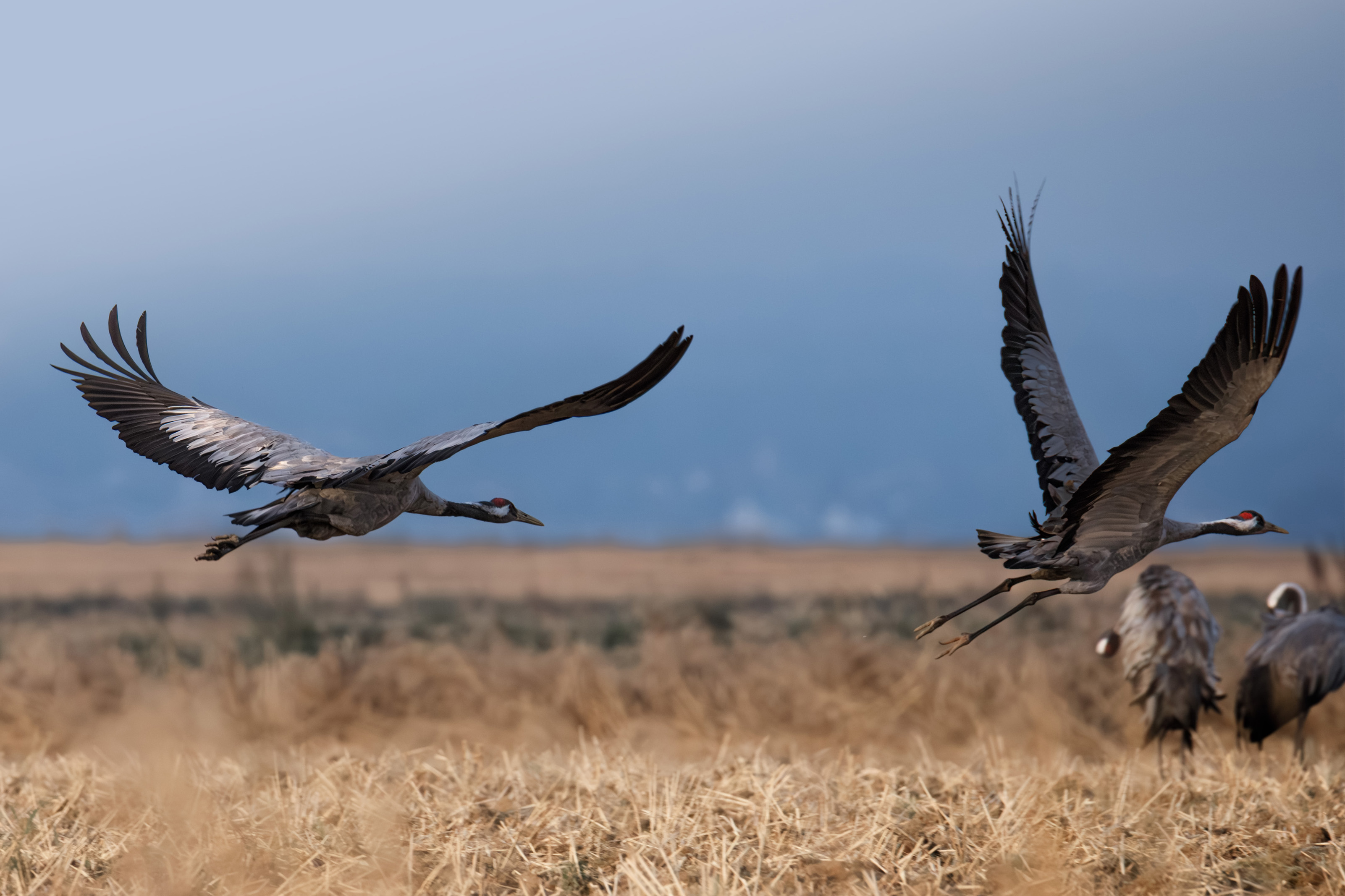 Żurawie w locie - ujęcie dynamiczne natury - fotografia przyrodnicza Wiesław Kość