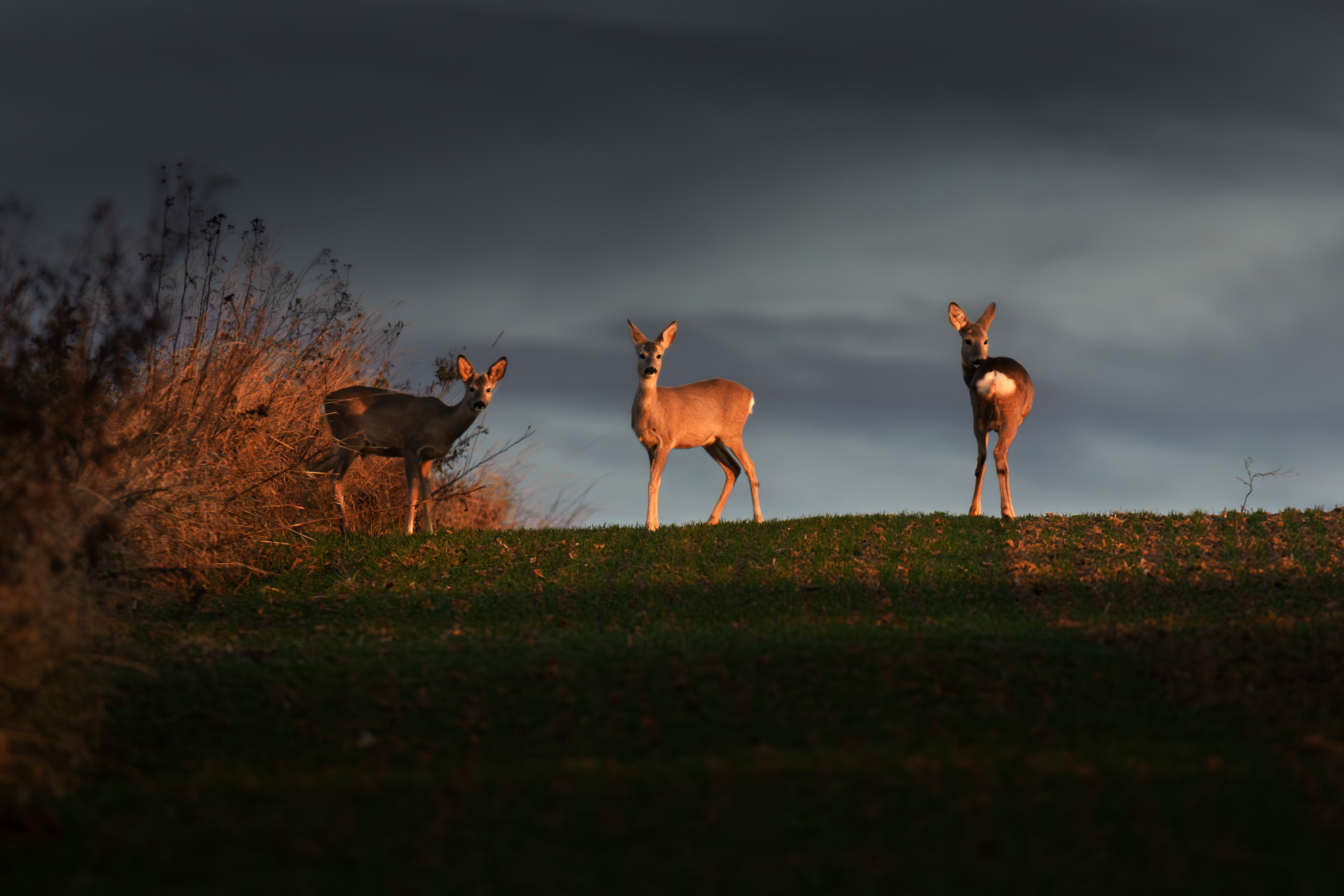 Sarny na skraju lasu - ujęcie wieczorne natury