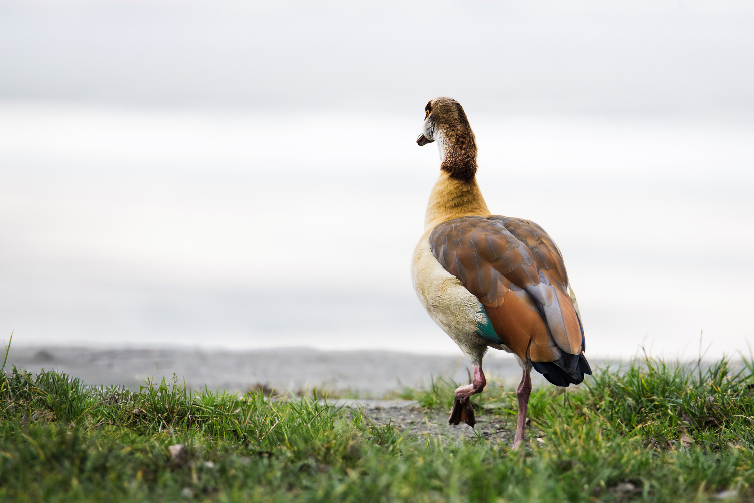 Kazarka Egipska  - rzadkie gatunki ptaków